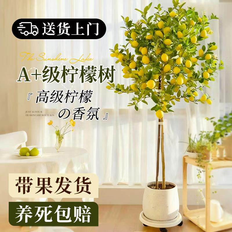 香水柠檬树客厅大型绿植盆栽带果室内办公室盆景清新空气四季好养