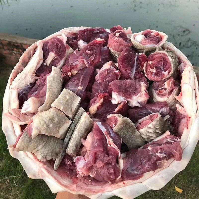 鳄龟活物食用鳄鱼龟活的鳄龟大的乌龟大北美鳄龟人工养殖外塘包活