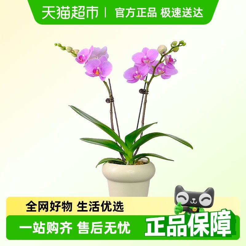 蝴蝶兰盆栽带花苞大苗鲜花卉客厅双剑轻奢高级感四季开花开业乔迁