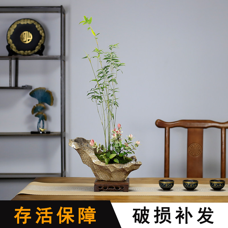 米竹盆栽凤尾竹盆景室内竹子客厅桌面办公室盆栽阳台绿植茶室摆件