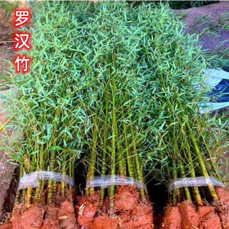 罗汉竹子苗庭院北方耐寒植物观赏紫竹盆栽大矮型四季青早园竹树苗