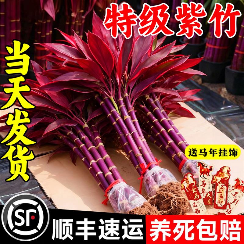 紫竹鸿运当头富贵竹水培绿植物盆栽粗杆带根客厅招财竹子室内花卉