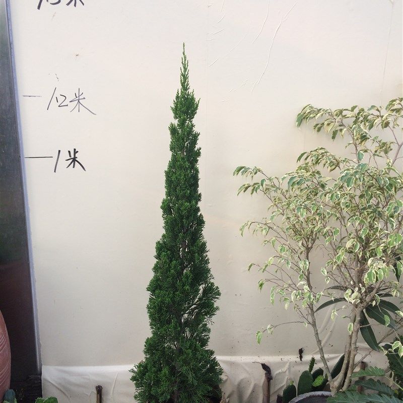 四季常青松柏树苗 龙柏苗 松树苗四季常 塔松树苗 圣诞树型 侧柏