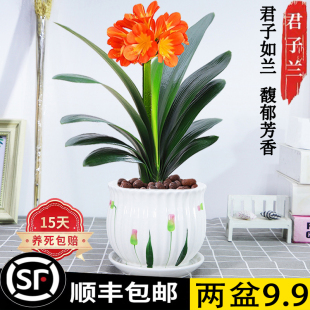 君子兰盆栽绿植花卉招财元宝室内客厅好养活易活花苞圆头四季常青