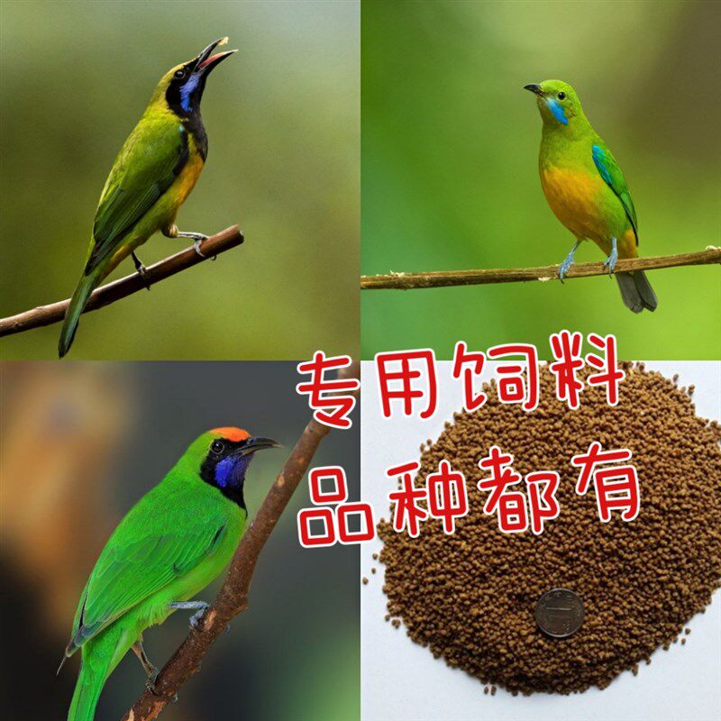 叶鹎鸟食饲料鸟粮上性增色爱鸣叫500克橙腹叶鹎金额叶鹎蓝翅叶鹎