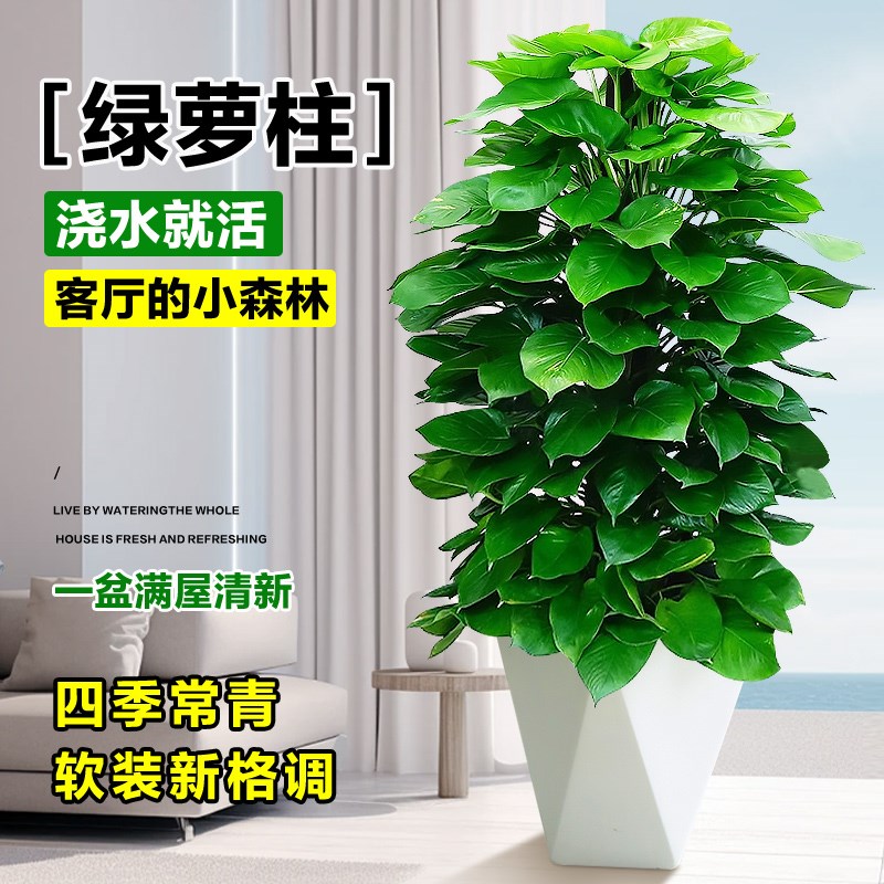 绿萝柱绿箩绿植室内盆栽植物吸甲醛大叶绿罗办公室花卉大盆景好养