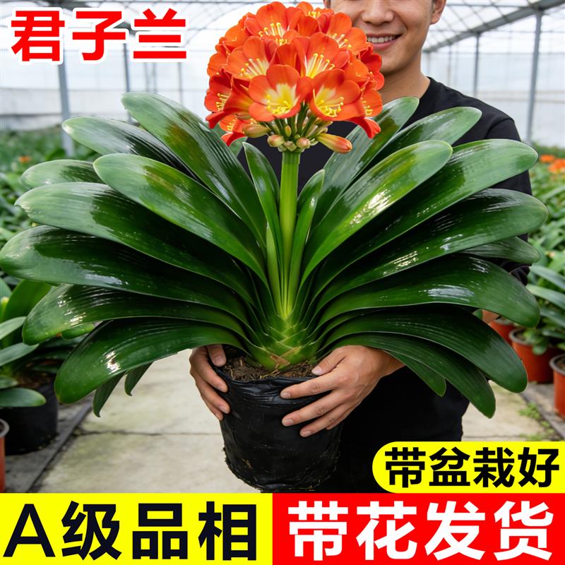 君子兰盆栽带花苞精品圆头和尚兰花大苗客厅室内桌面摆件名贵鲜花图片