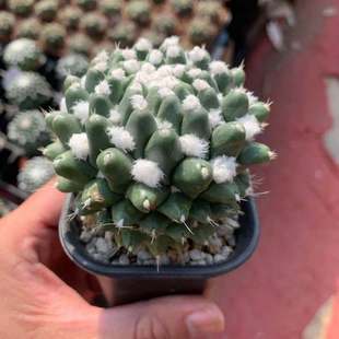 雪糕仙人球实生稀有品种花卉好养活仙人掌类开花白毛多肉植物盆栽