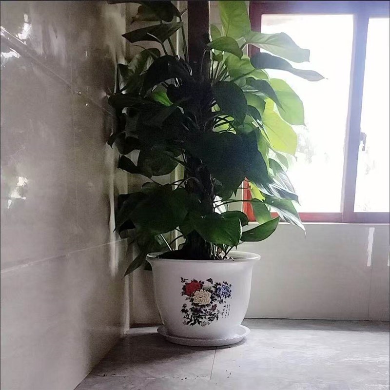 特大号陶瓷花盆牡丹铁树花盆陶瓷大厅门徬店门口开业超大花盆陶瓷