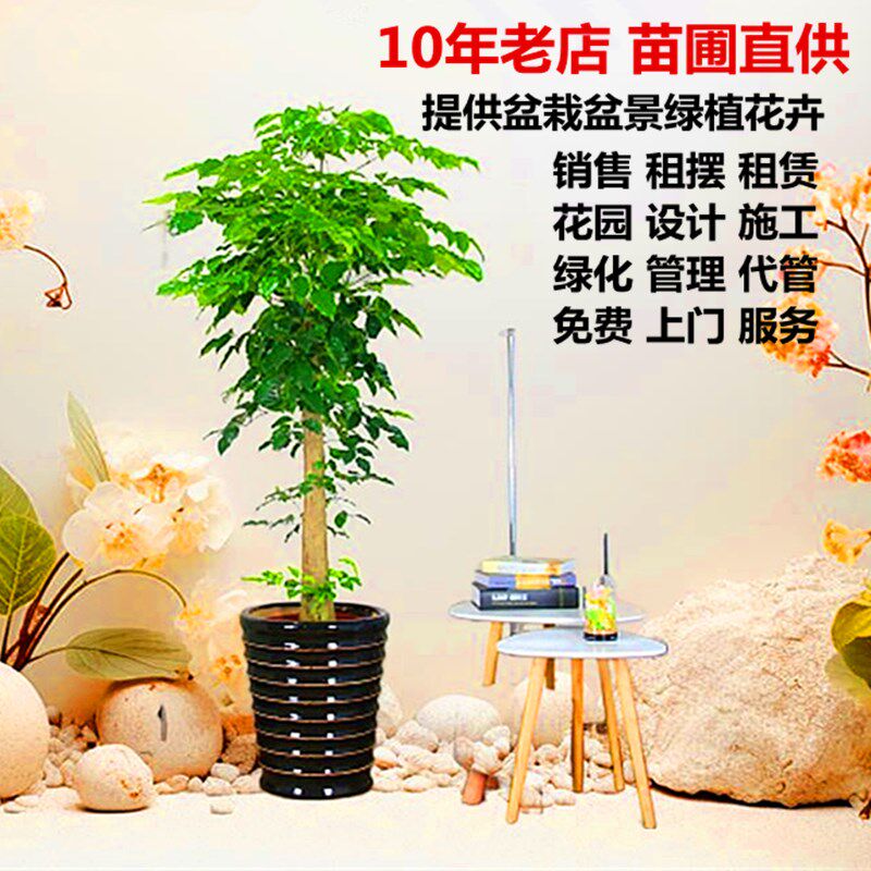 成都发财树盆栽办公室内外幸福植物客厅盆景绿植花卉销售租赁租摆