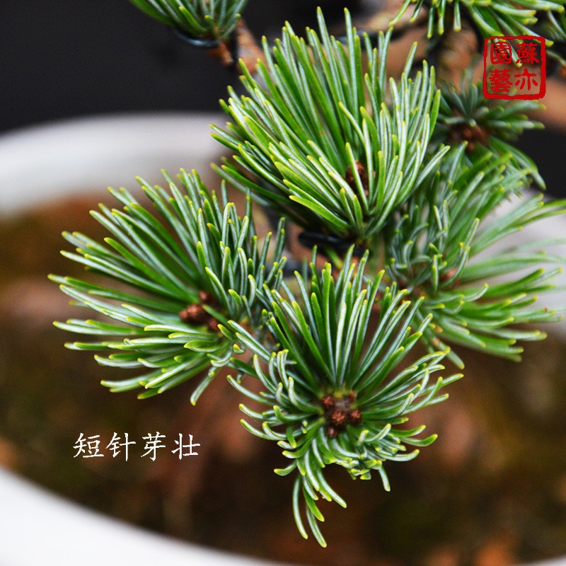 【苏亦家】 精品五针松盆景 提根树桩精品矮霸植物实物实拍带盆
