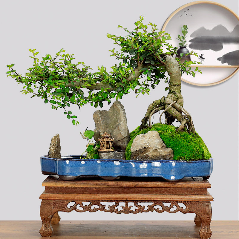小叶榆树盆景老桩造型山水盆景假山植物室内四季常青客厅绿植盆栽