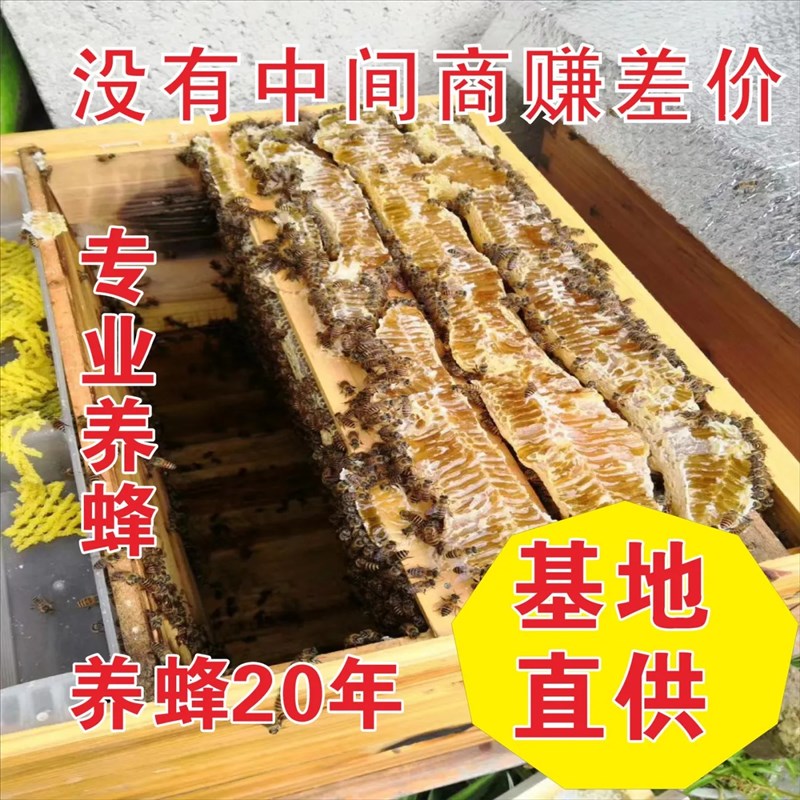 包邮蜜蜂中蜂蜂群中蜂中华蜂养殖带箱带新开产蜂王带子脾蜜蜂活群
