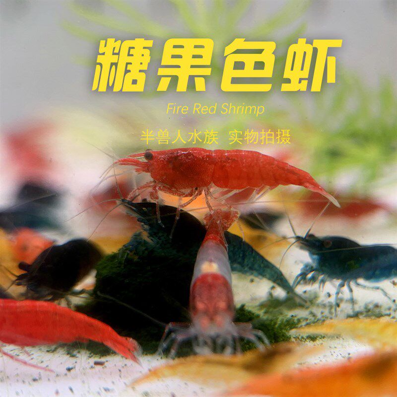 糖果色组合红极火虾红琉璃虾香吉士虾蓝宝石虾观赏小虾搭配套餐