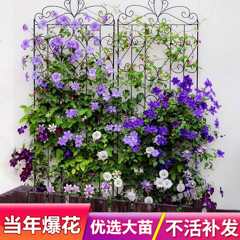 蔚蓝绒球铁线莲大苗爬藤植物白色大花攀爬庭院耐寒植物爬墙花盆栽