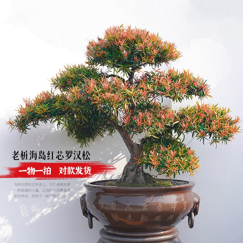 造型罗汉松盆景一物一拍老桩真树高端别墅庭院室内绿植盆栽好养