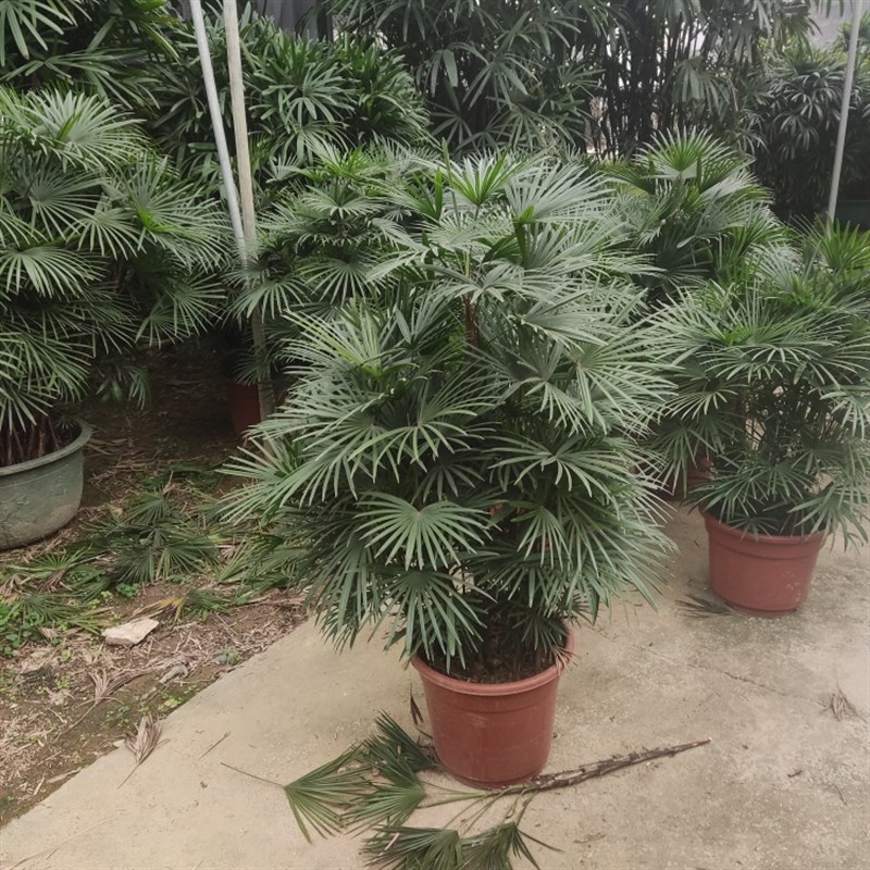 小叶棕竹金山棕客厅绿植室内落地真花大盆栽办公室大型植物花卉