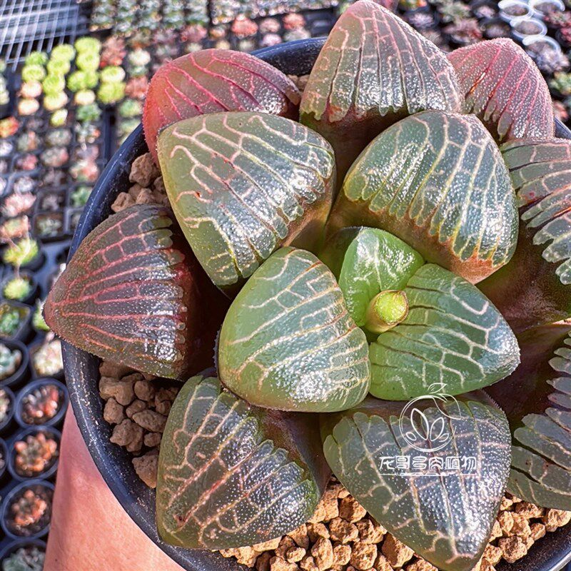 红窗金属纹克 电路板克里克特玉露十二卷 多肉植物盆栽 一物一拍