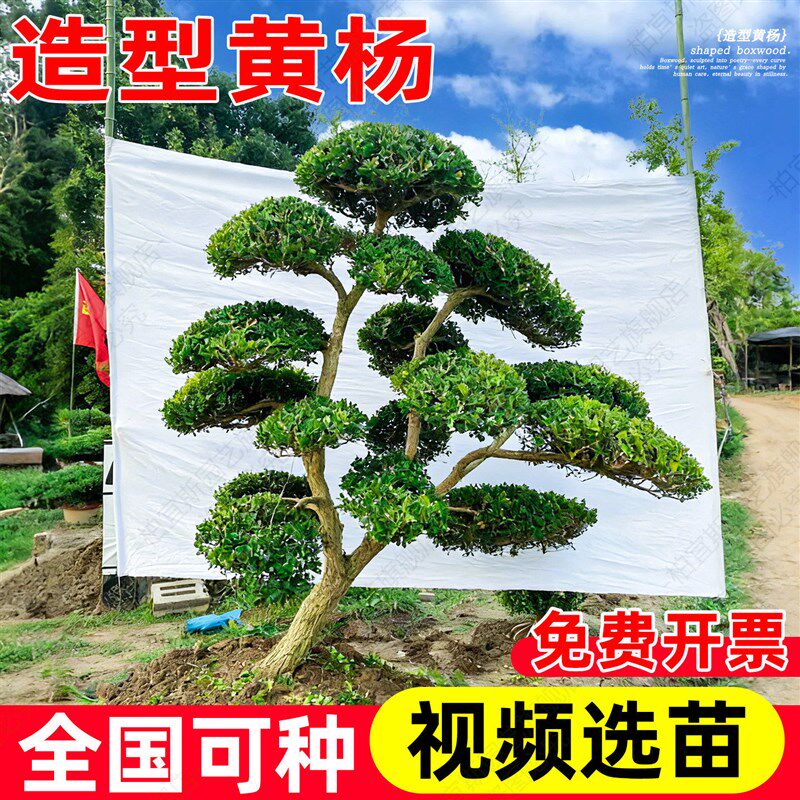 黄杨造型树桩大瓜子黄杨老桩盆景庭院别墅造型绿化植物小叶黄杨树