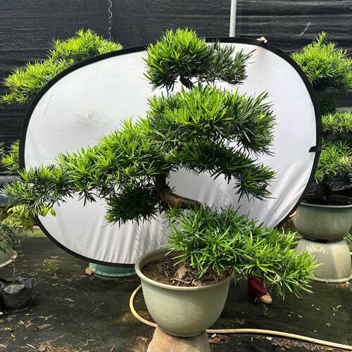 一物一拍罗汉松盆栽精品大树盆景室内室外庭院办公室桌面摆件真树