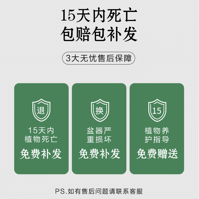 造型小叶赤楠老桩盆栽盆景植物室内花卉办公室桌面客厅小绿植好养