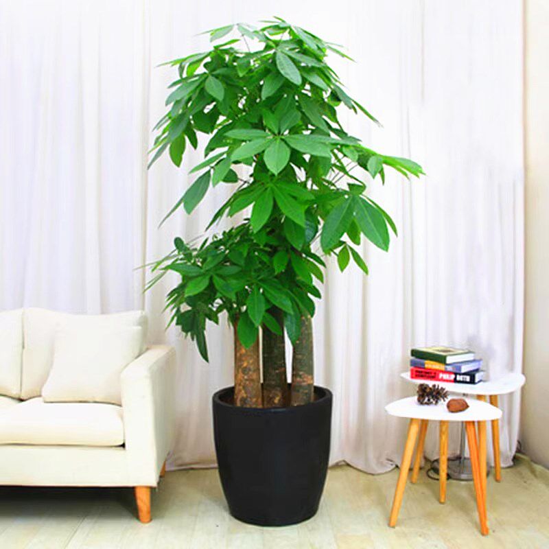 成都发财树盆栽办公室内外幸福植物客厅盆景绿植花卉销售租赁租摆