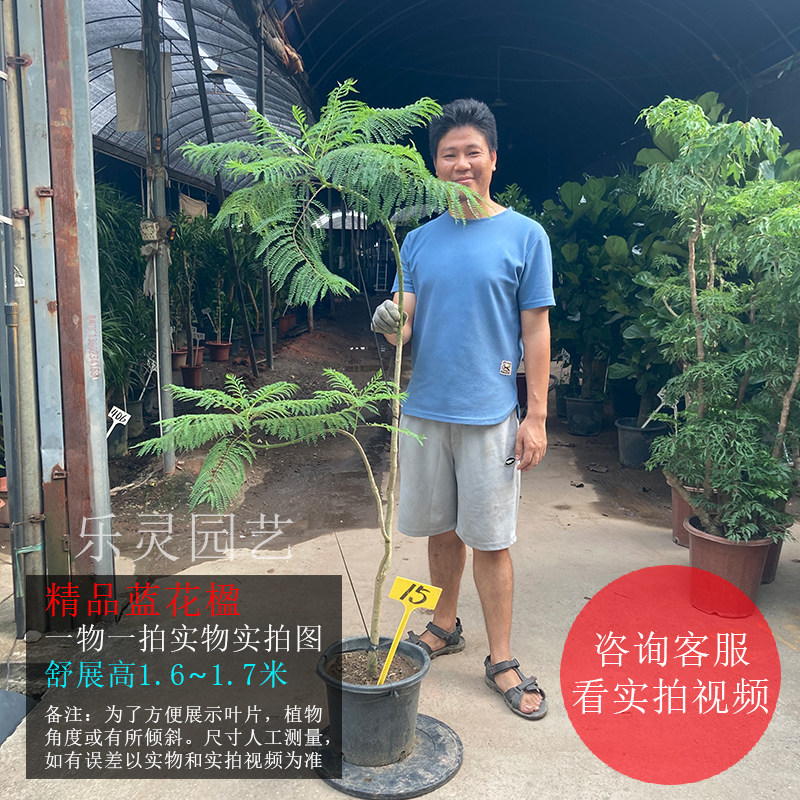 蓝花楹盆栽一物一拍大树苗造型室内客厅观叶植物阳台造景网红绿植
