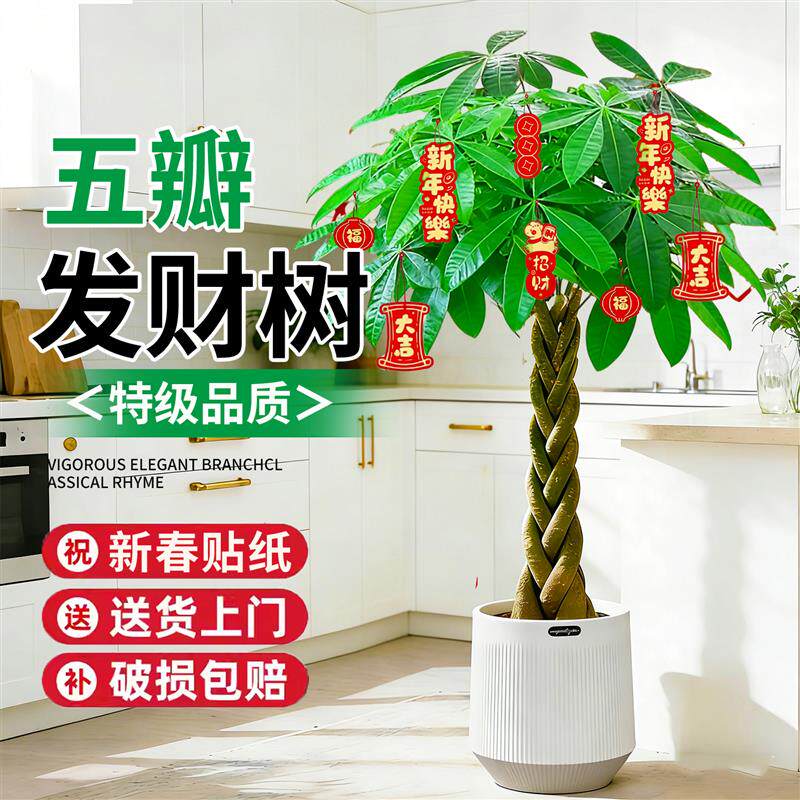 辫子发财树客厅盆栽大型室内绿植招财树办公室乔迁开业落地植物棵