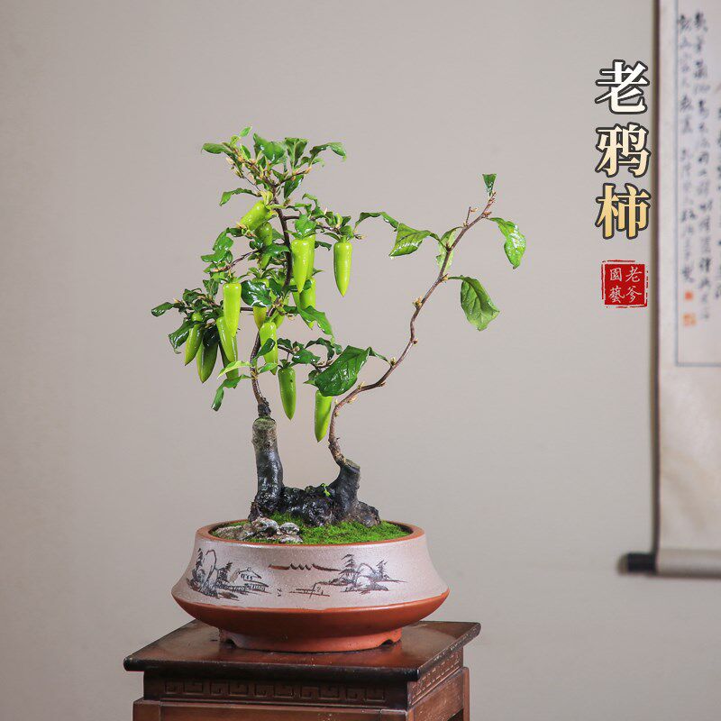 老鸦柿一物一拍挂果老桩盆景年宵红果绿植庭院阳台高端盆景素材