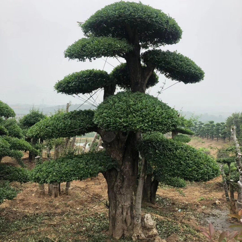白蜡造型别墅地栽对节白蜡庭院盆栽户外大型精品对接白蜡老桩盆景