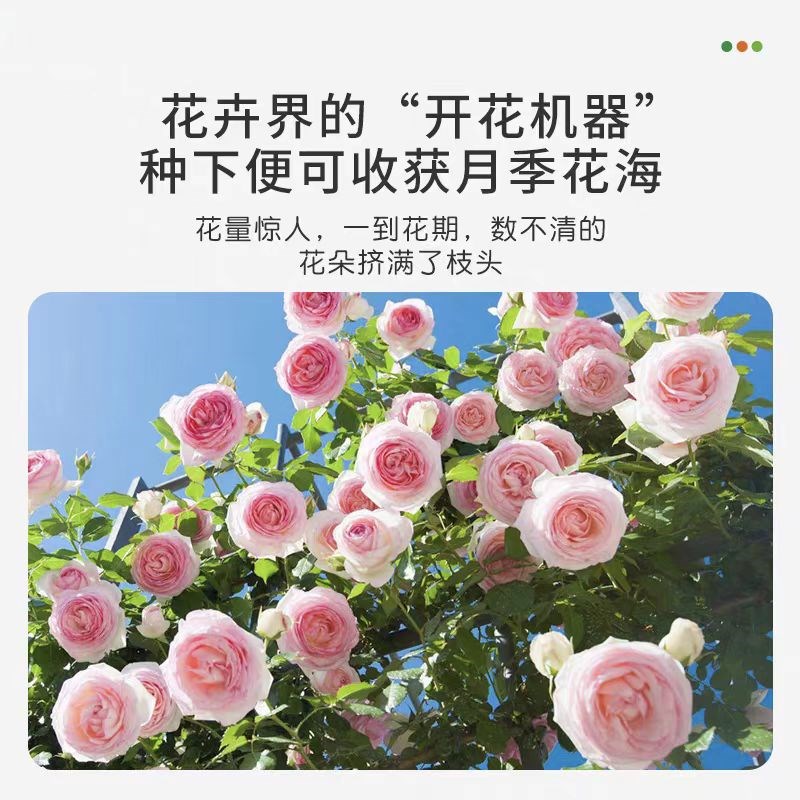 蔷薇花苗藤本月季特大花苗庭院藤曼植物四季开花玫瑰爬藤植物爬墙