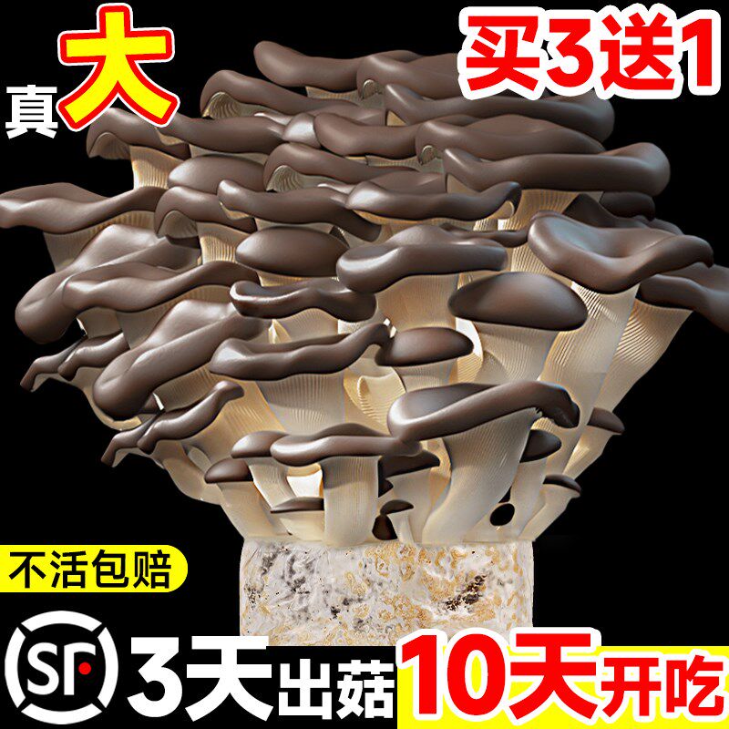 蘑菇种植包新鲜菌种菌菇黑平菇种植菌包食用菌菇棒家庭自种小盆栽