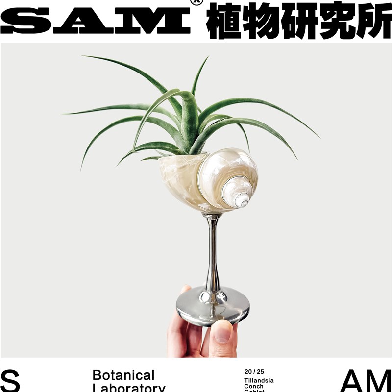 空气凤梨海螺高脚杯/办公室懒人桌面绿植/中古ins风家居花园礼物