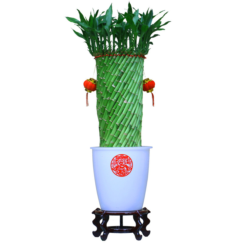 带根水养富贵竹水培植物转运竹客厅室内花草四季常青招财竹子盆栽