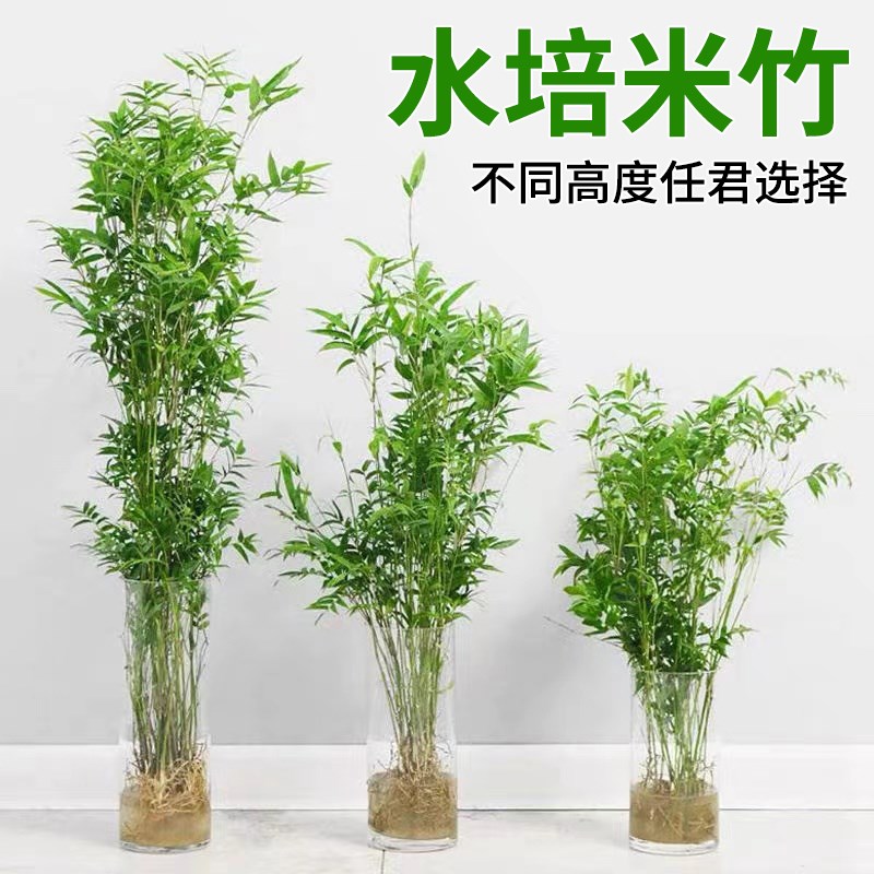 水培米竹室内水培植物水养观音竹富贵竹南天竹客厅懒人高档绿植