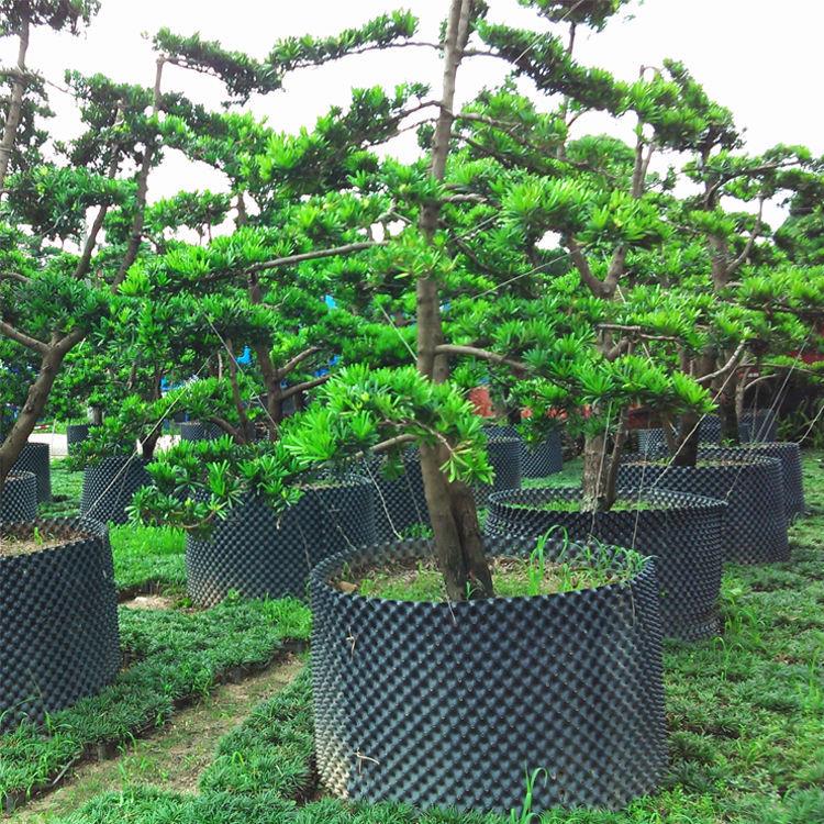 塑料控根器景观树种植专用围土栏园林绿化多规格快速育苗控根容器