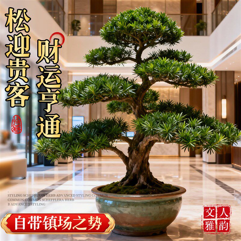 特大罗汉松盆景迎客松真树庭院造型老桩旺宅风水树室内外四季好养