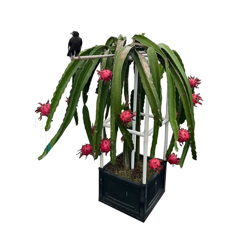 经典简约火龙果专用种植支架盆栽果苗盆阳台庭院楼顶专用蔬菜盆