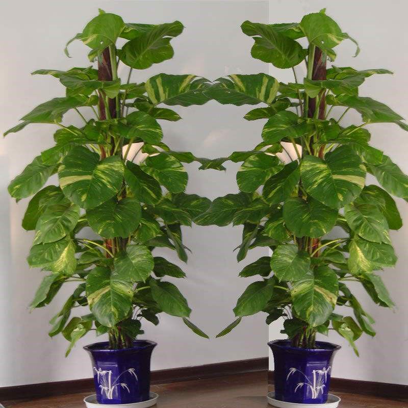 大叶绿萝盆栽 新居客厅除味吸甲醛室内植物 办公室绿植绿萝柱盆栽