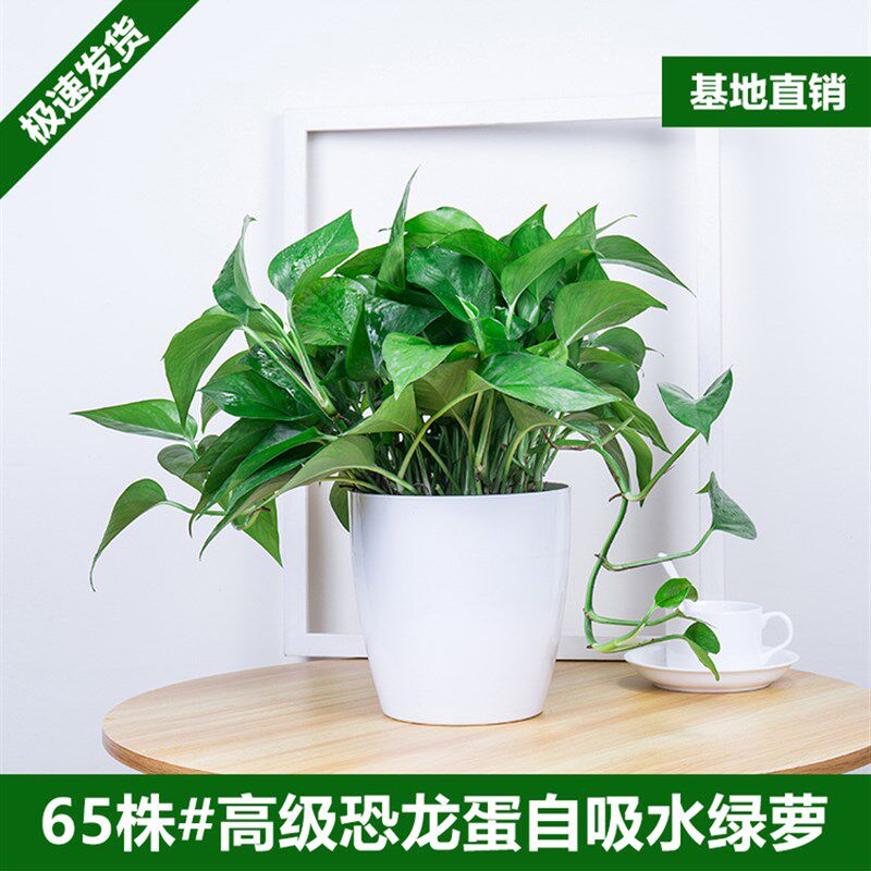 新房绿萝盆栽室内植物净化空气绿植客厅大叶长藤绿箩好养花卉吊兰