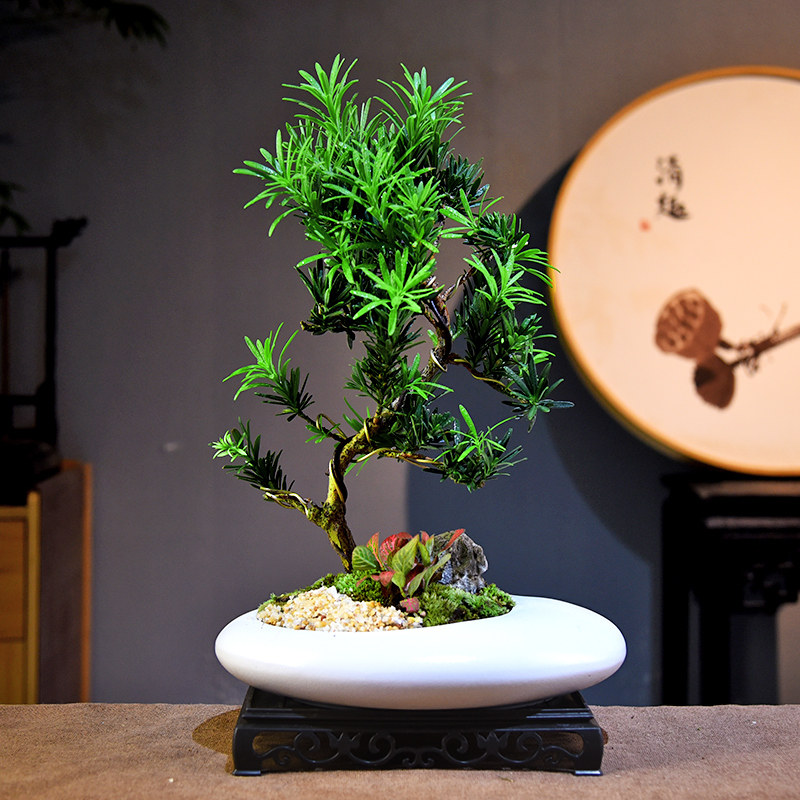 造型罗汉松盆栽新中式简约植物盆景室内客厅办公桌面教师节礼品