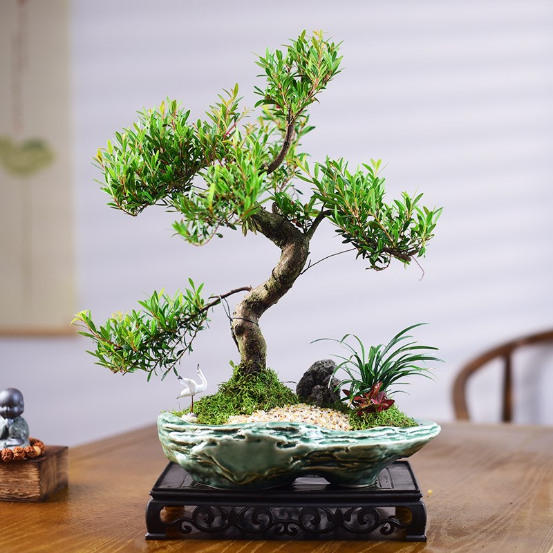 造型小叶赤楠盆景金丝楠老桩盆栽办公茶室花卉桌面四季绿植送礼