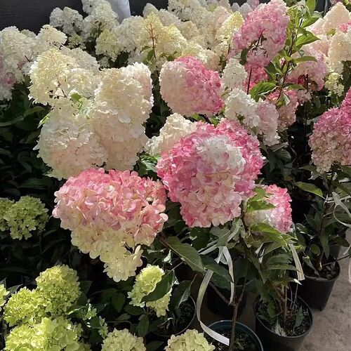 圆锥木绣球香草草莓带花花苞发货(耐热耐寒)