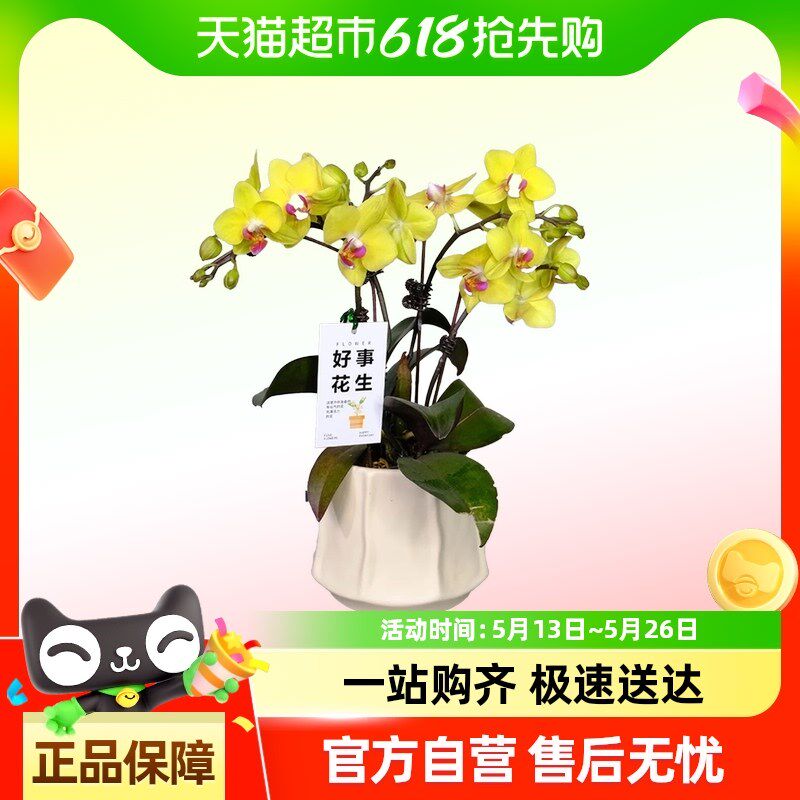 蝴蝶兰花苗带花剑带花苞盆栽兰花大苗客厅室内植物花卉
