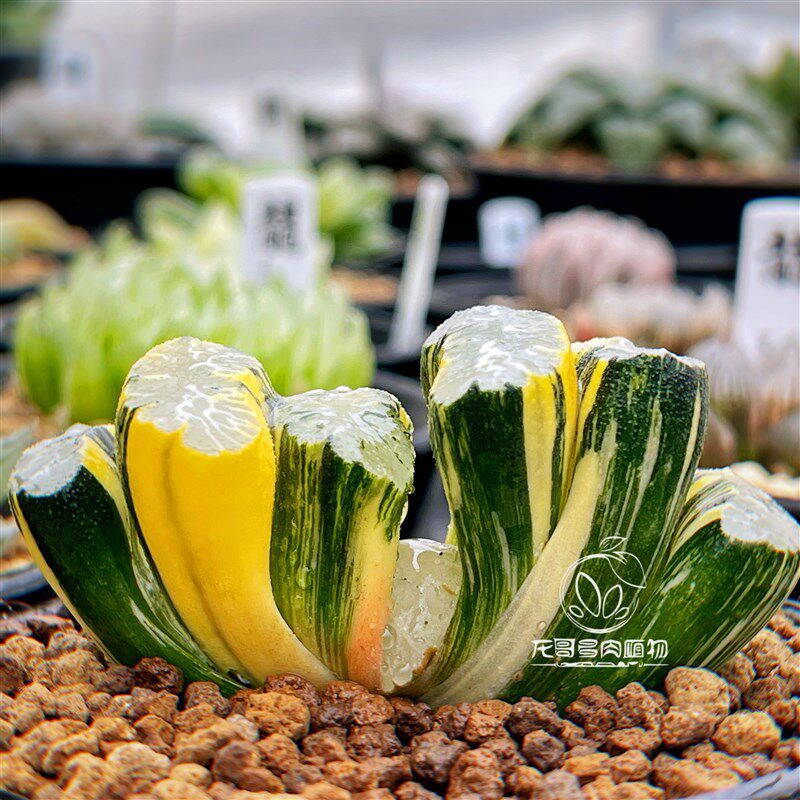 北斋玉扇锦  玉露十二卷多肉植物 名品大窗浓纹稀有绿植 一物一拍