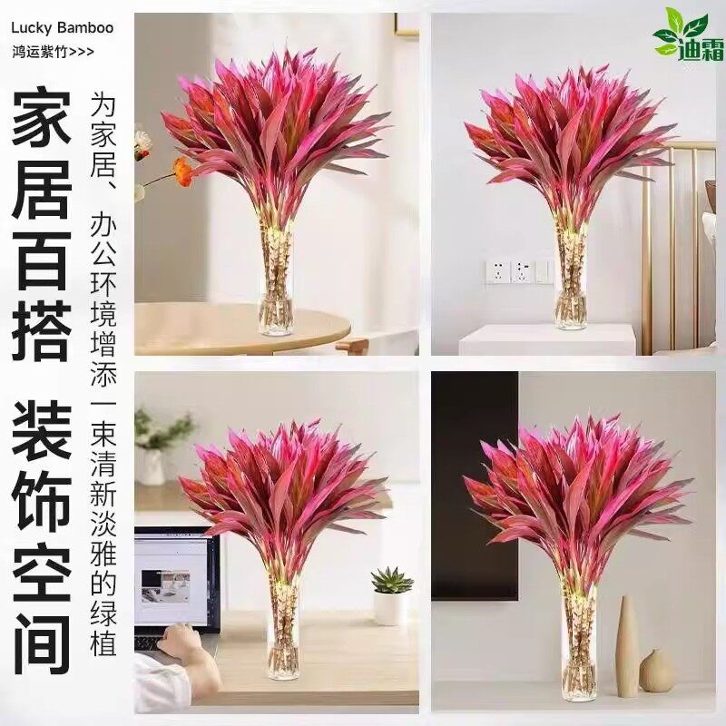 带根紫竹富贵竹水培绿植物盆栽客厅招财鸿运当头竹子办公室内花卉