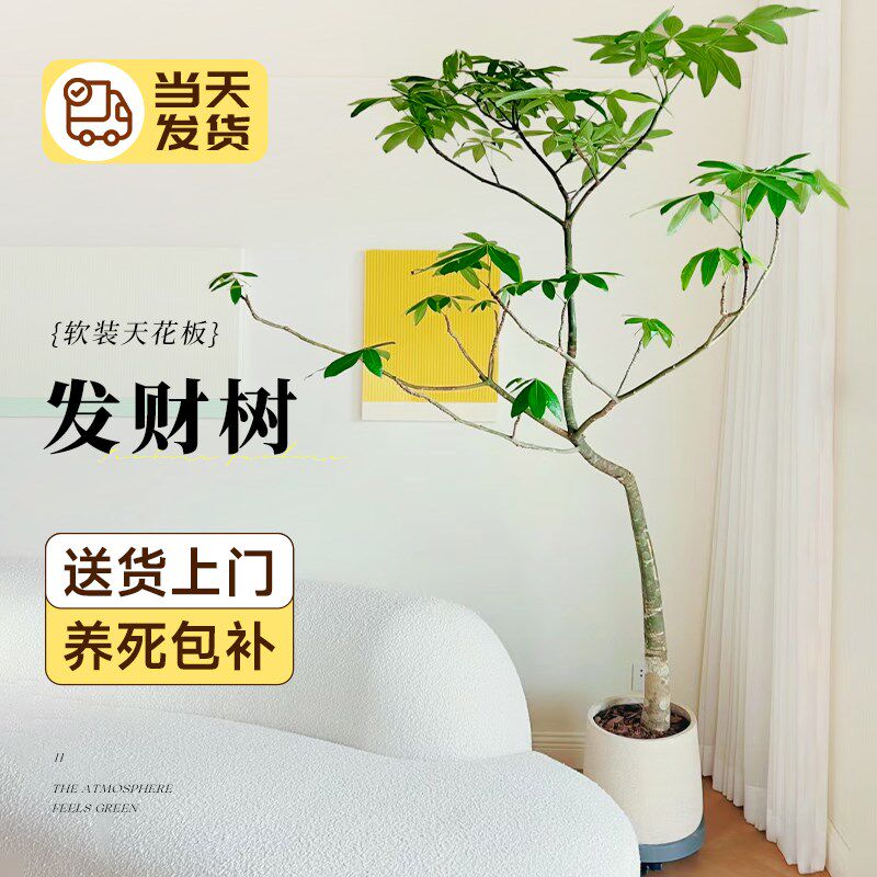 原生发财树盆栽老桩造型大棵室内客厅大型绿植乔迁新居发财树好养