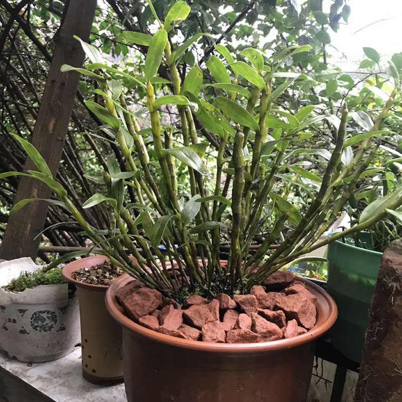 已开贵州赤水新鲜金钗石斛盆栽大苗石斛盆景兰花铁皮种苗花卉绿植