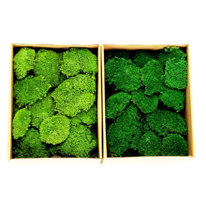 永生苔藓植物墙大灰曲尾大羽藓块真绿植墙干花背景墙青苔墙植被藓