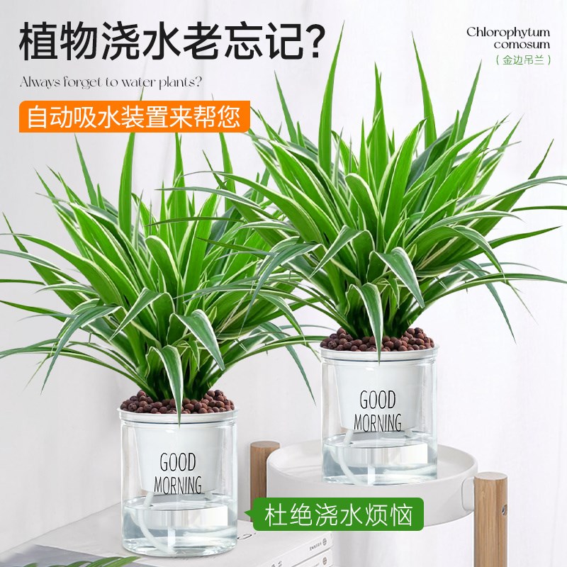 金边吊兰盆栽绿植花卉室内水培水养净化空气四季常青客厅懒人好养